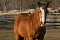 Queen - In Loving Memory