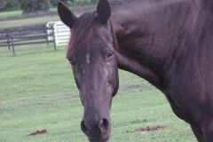 Queenie - In Loving Memory