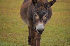 Reggie - In Loving Memory