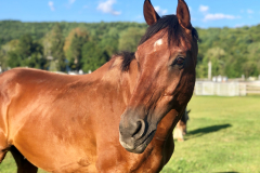 Rigo - In Loving Memory