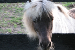 Rocky - In Loving Memory