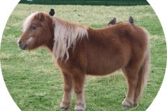 Sandy - In Loving Memory