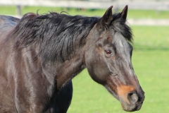 Sapphire - In Loving Memory