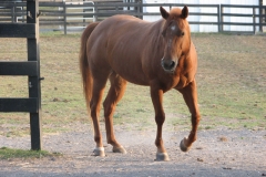 Scarlet - In Loving Memory