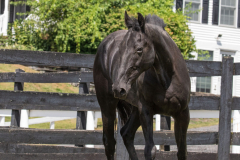 Sergeant York - In Loving Memory