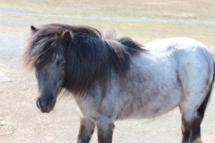 Sonya - In Loving Memory