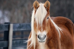 Sophia - In Loving Memory