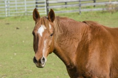 Spirit - In Loving Memory