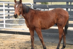 Sprite - In Loving Memory