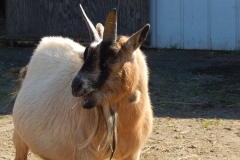 Tuffy - In Loving Memory