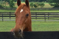 Tullulla - In Loving Memory