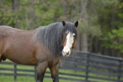 Willie - In Loving Memory