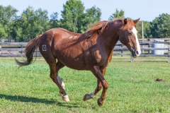 Willow - In Loving Memory