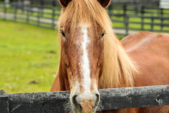 Zack - In Loving Memory