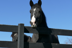 Zoe - In Loving Memory