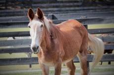 Hank the Tank - In Loving Memory