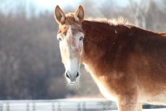 Jewel - In Loving Memory