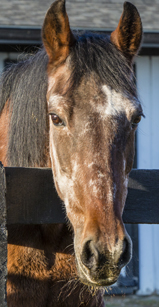 Ladybelle at Equine Advocates