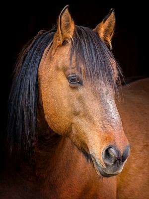 Wild Mustang at Equine Advocates