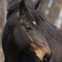 Debunking Common Myths About Horse Slaughter and the Protection of America’s Wild Horses and Burros