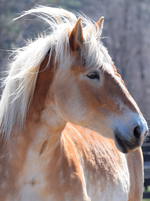 Terry Equine Advocates
