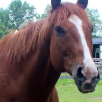 Equine Advocates Rescues SUNY Cobleskill School Horses