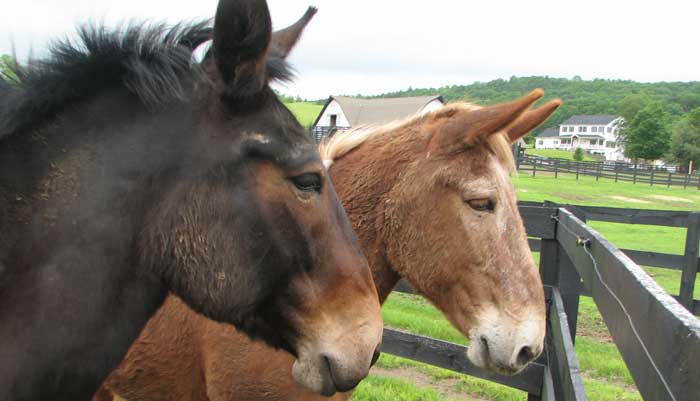 Mules at Equine Advocates
