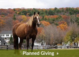 Donate to Equine Advocates