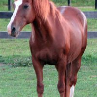 Willow, Rescued Canadian PMU Mare, & Chloe, her Offspring