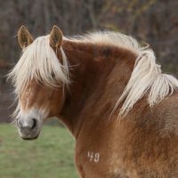 Equine Advocates September 2014 Newsletter