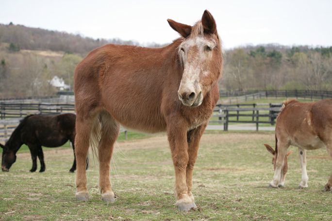 You are currently viewing In Loving Memory of Hank the Tank