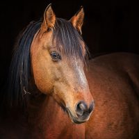 Hayden, the Dun-Striped Mustang