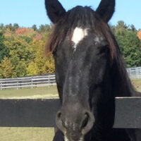 W42ST: As Carriage Ban Nears a Vote, Questions Remain Over Horses, Drivers and Transition Plans