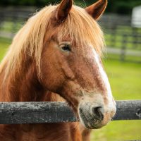 ‘Gentle Giant’ Zack Recovers from Successful Canker Surgery