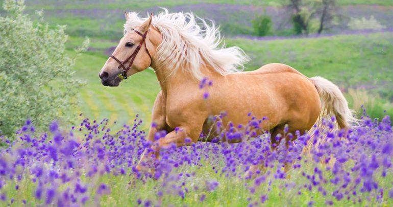 You are currently viewing Secrets Out! Lavender Helps Calm Equines