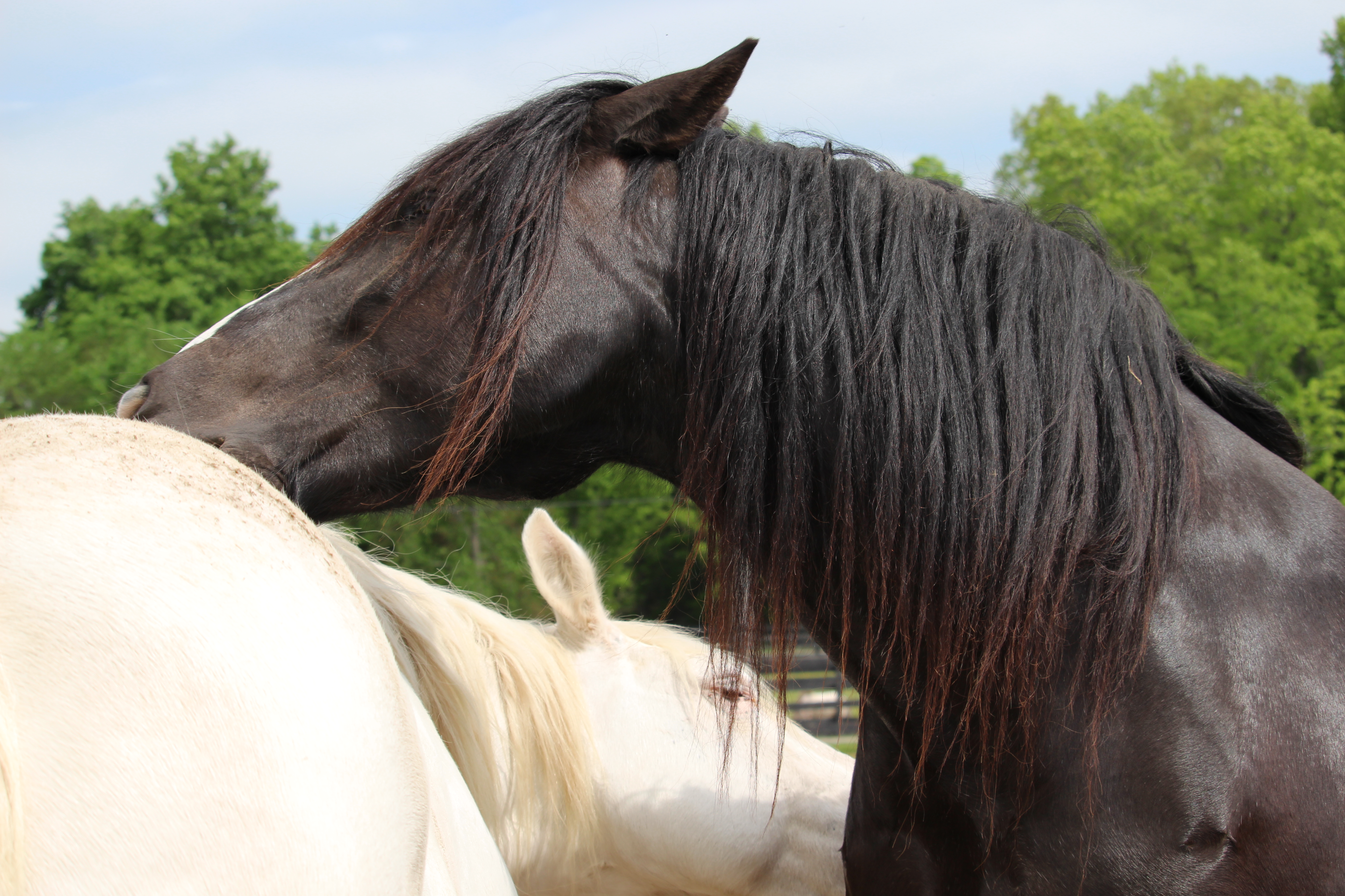 You are currently viewing Equines Make Great Valentines!