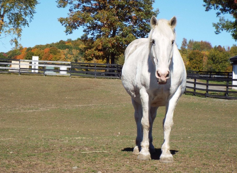 You are currently viewing Microchip Helps Determine Equine Allergies