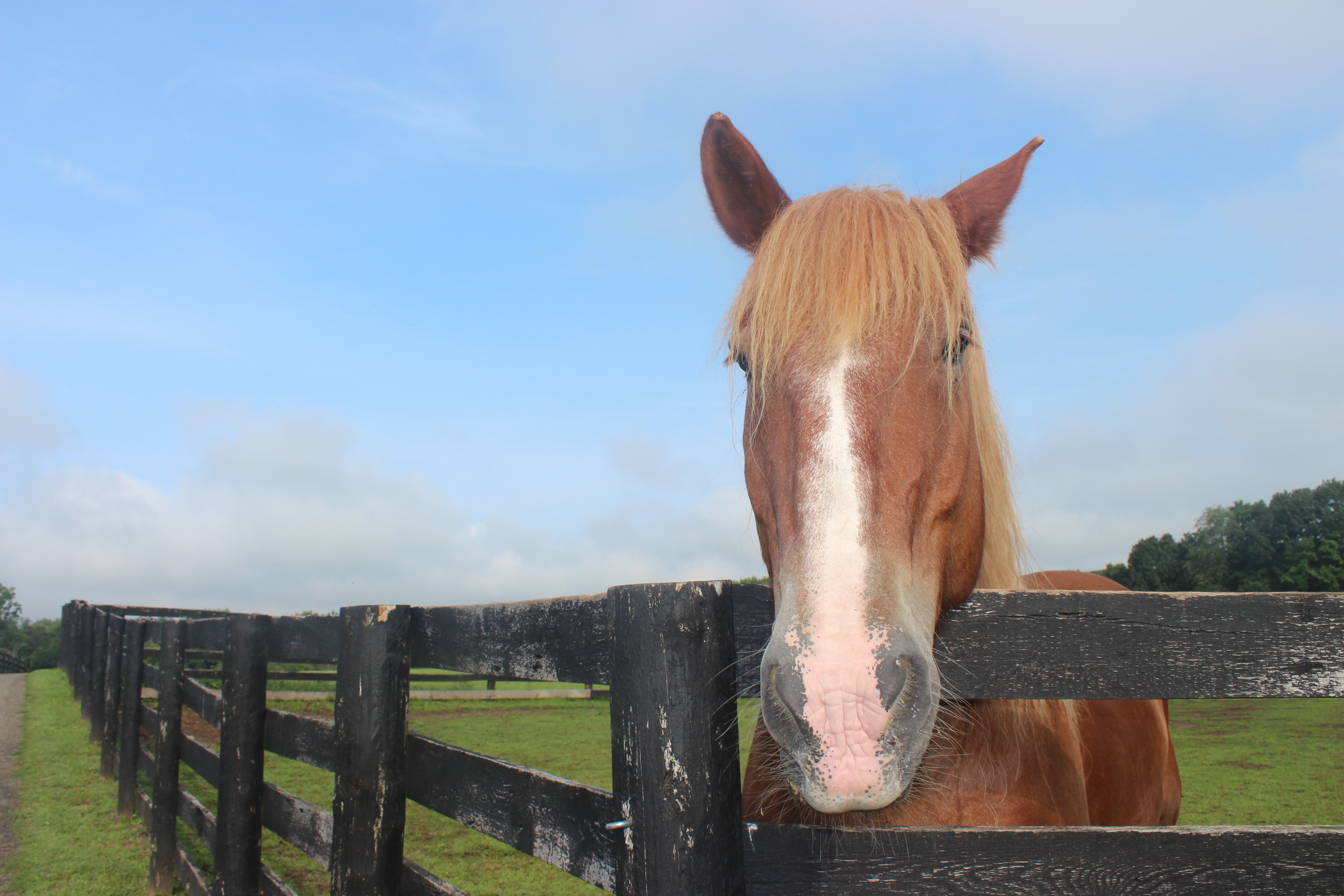 You are currently viewing Zack Beats Cancer, Special Friends at Equine Advocates!