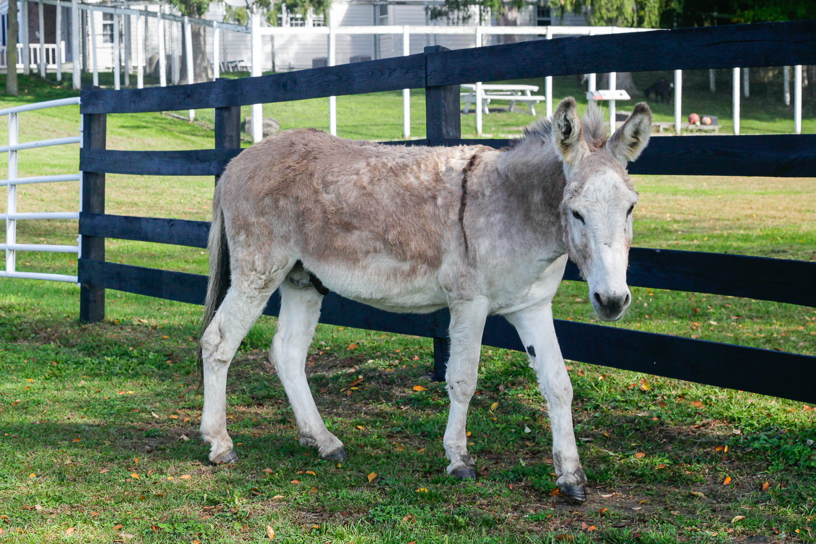 You are currently viewing Donkeys Rule Small Town in Arizona