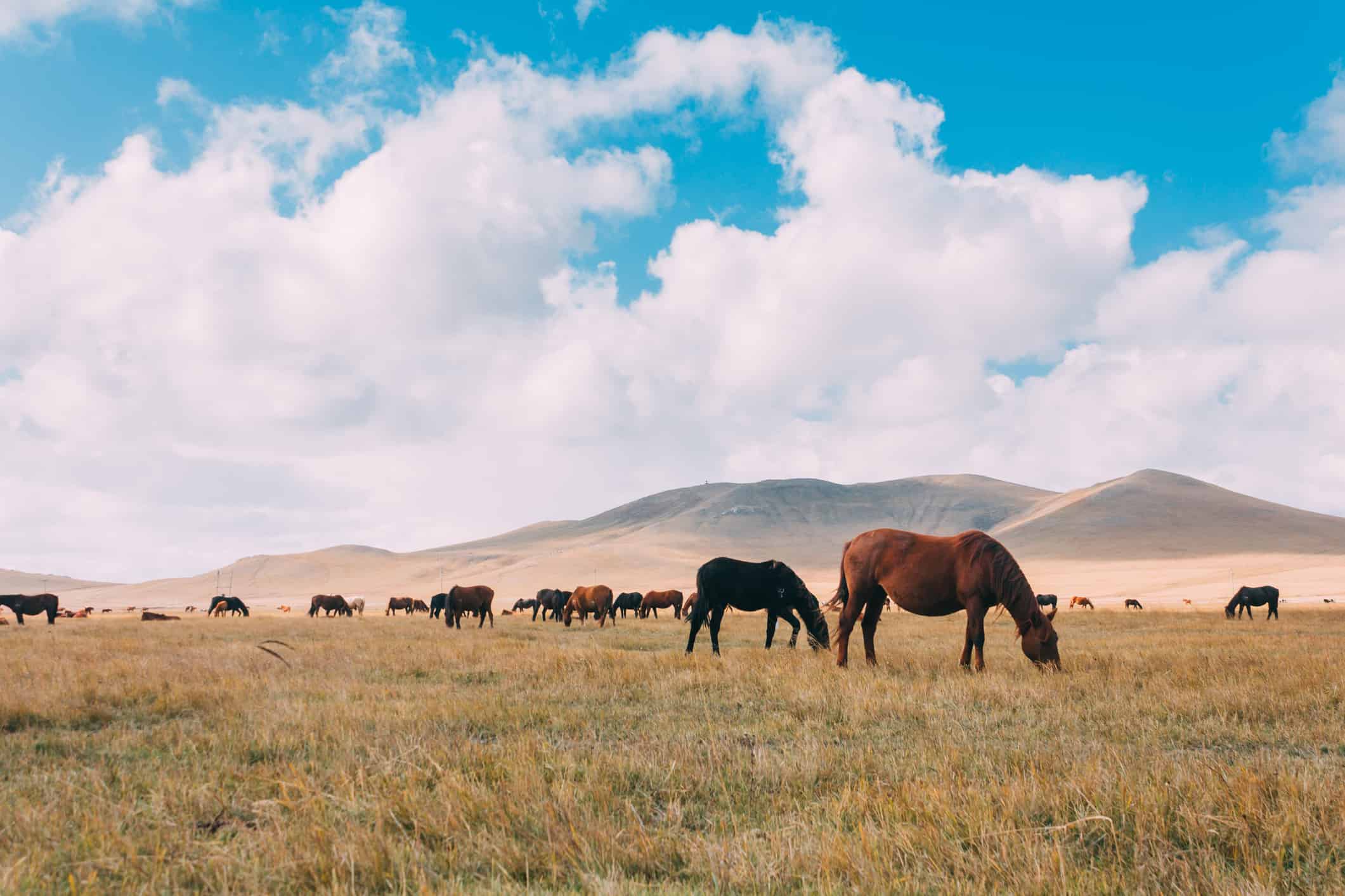 You are currently viewing Mongolia: Where Equine Dental Care Began