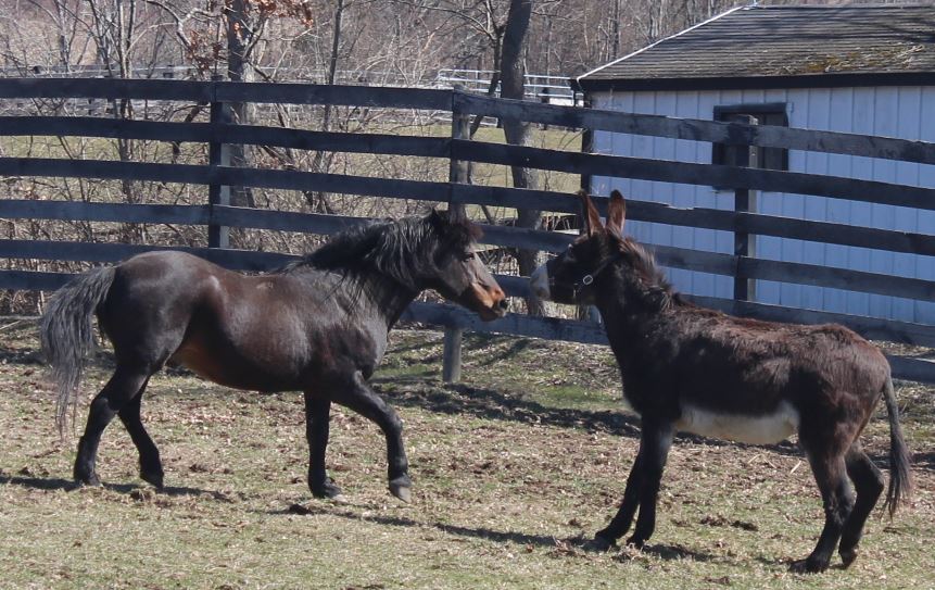 You are currently viewing Nelson Meets Pedro, Hayden Moves to the Barn!