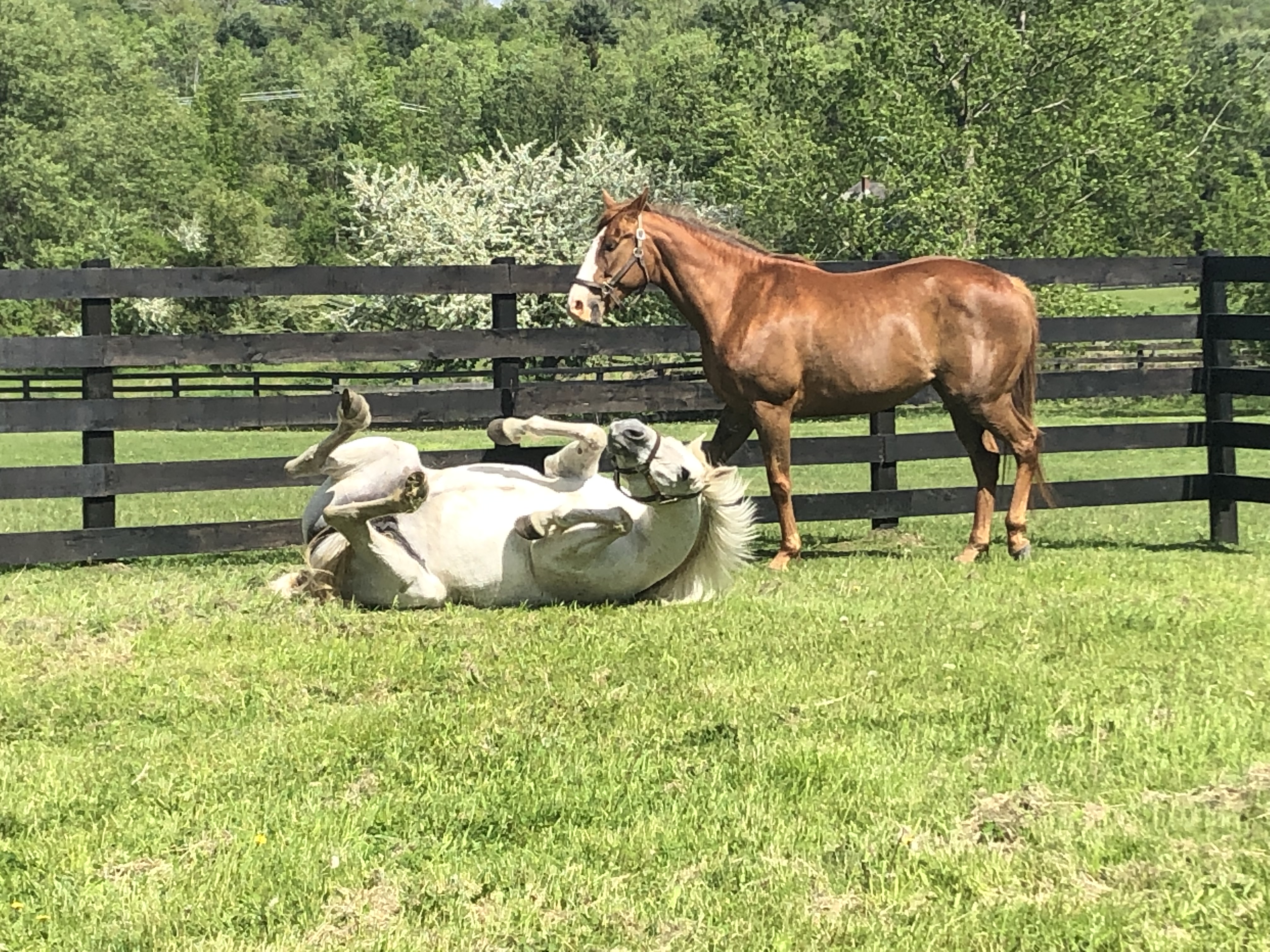 You are currently viewing Meet Sylvia & Vicky, Our Newest Rescues!