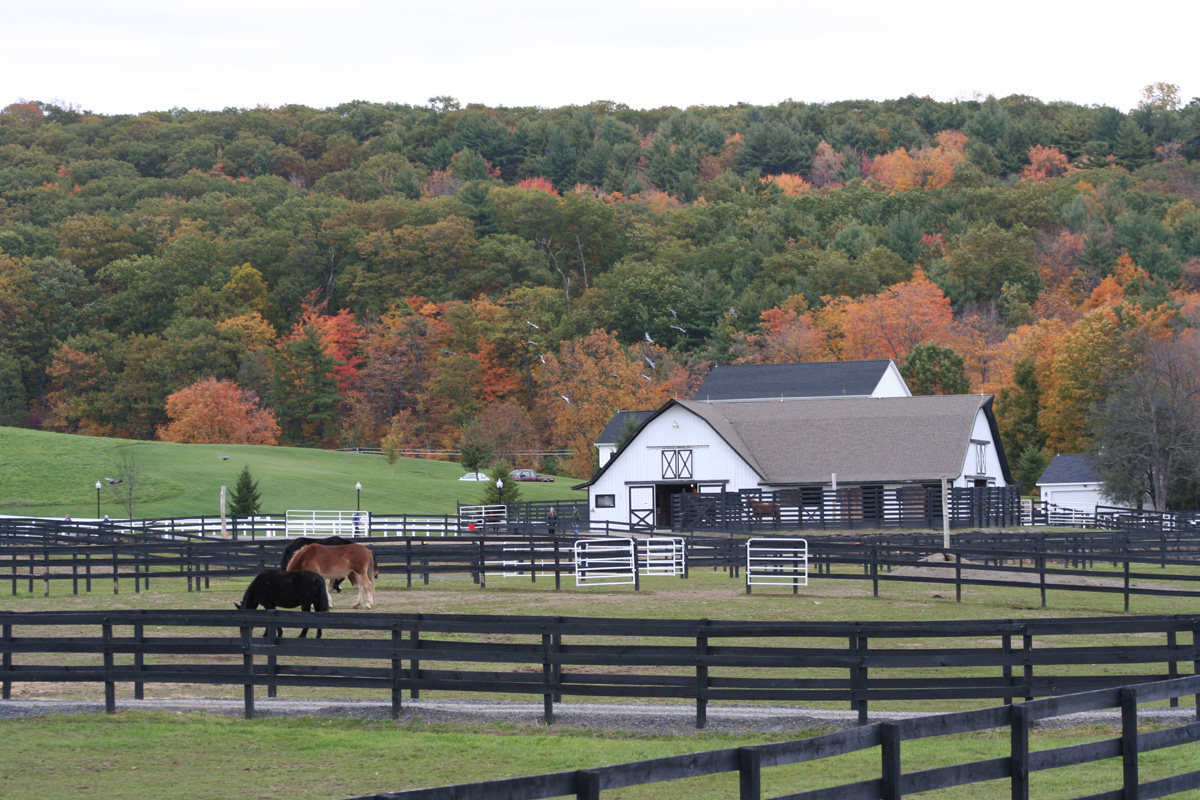 You are currently viewing Equine Advocates Receives American Sanctuary Association Accreditation