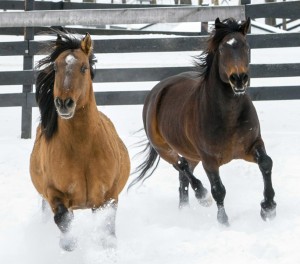 Hayden and Nelson in snow