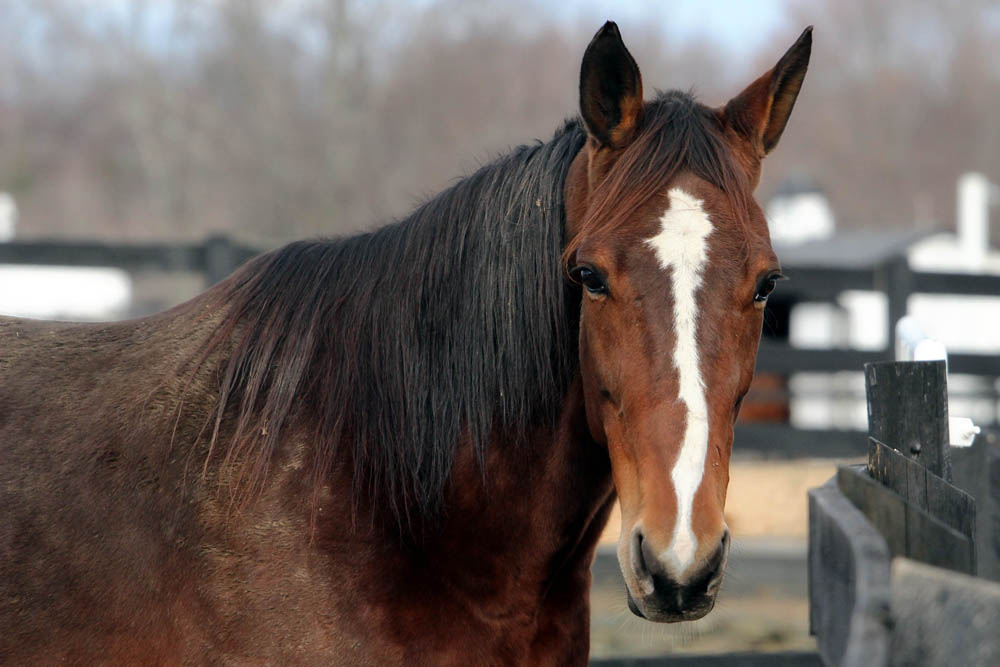 You are currently viewing In Memoriam: Austin