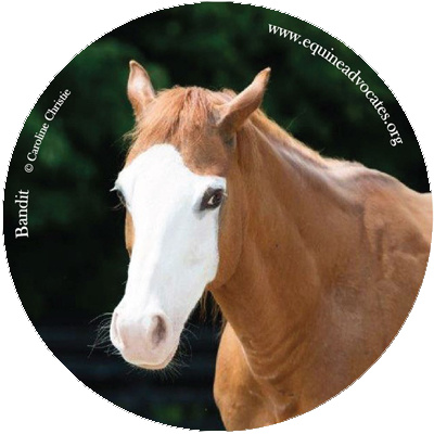 You are currently viewing Sticker Mule Donates to Equine Advocates