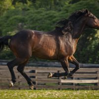 New York State Legislature Passes Historic Horse Slaughter Ban!