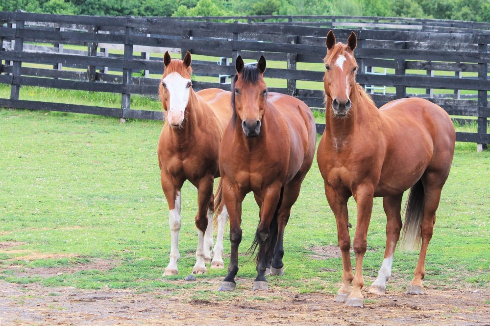 You are currently viewing Equine Advocates Launches Fun From Home Activities