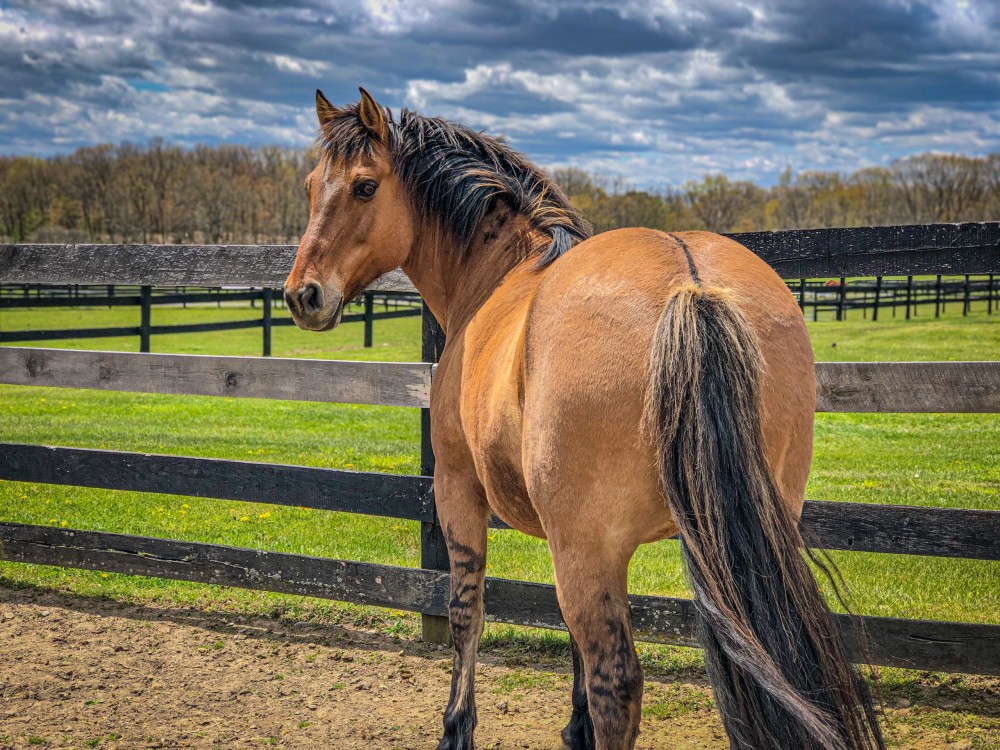 You are currently viewing VIDEO: Kachina’s Amazing Journey to Equine Advocates