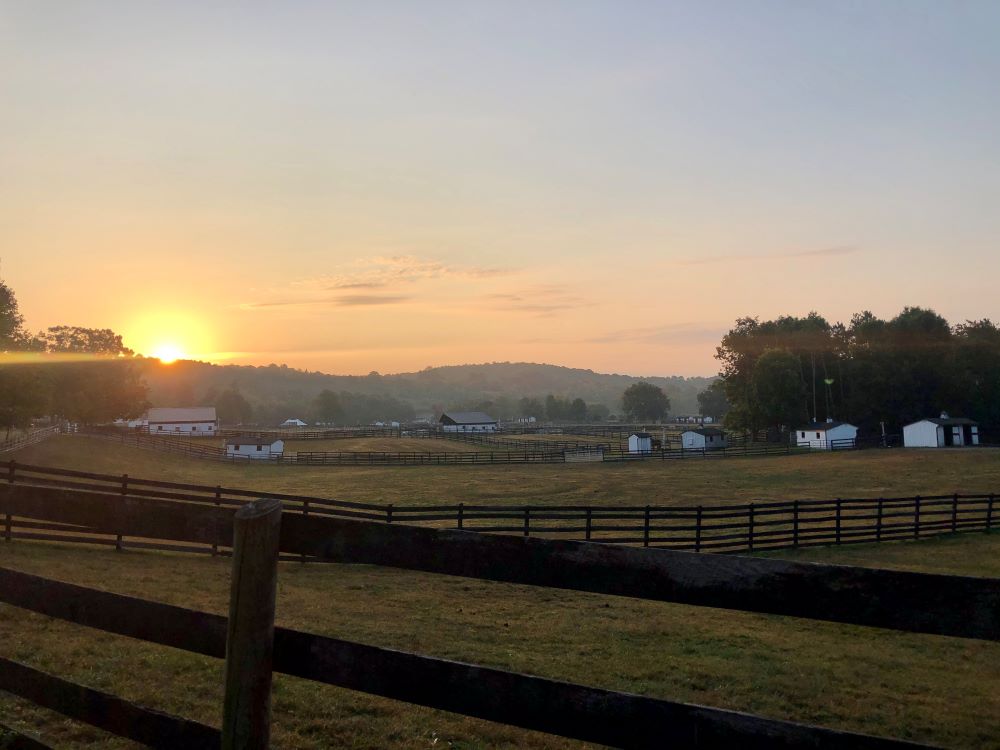 You are currently viewing Equine Advocates 25th Birthday Milestones – Part 2